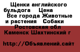 Щенки английского бульдога  › Цена ­ 60 000 - Все города Животные и растения » Собаки   . Ростовская обл.,Каменск-Шахтинский г.
